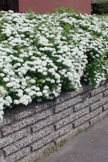 Спірея березолиста Ісланд | Spiraea betulifolia Island | Спирея берёзолистная Исланд 